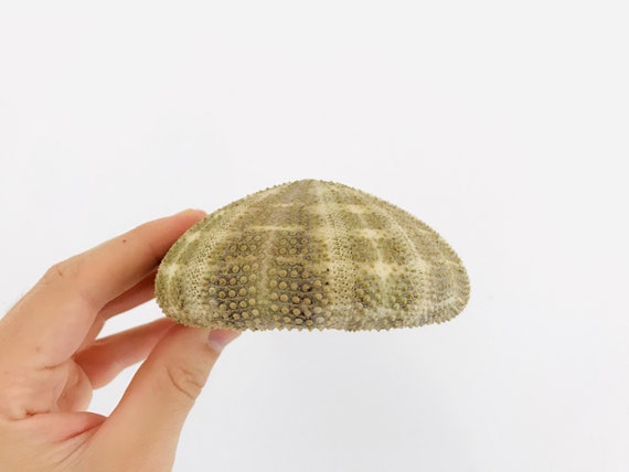 Sea Urchin Giant Sea Urchin Large Sea Urchin Urchin Shell Etsy