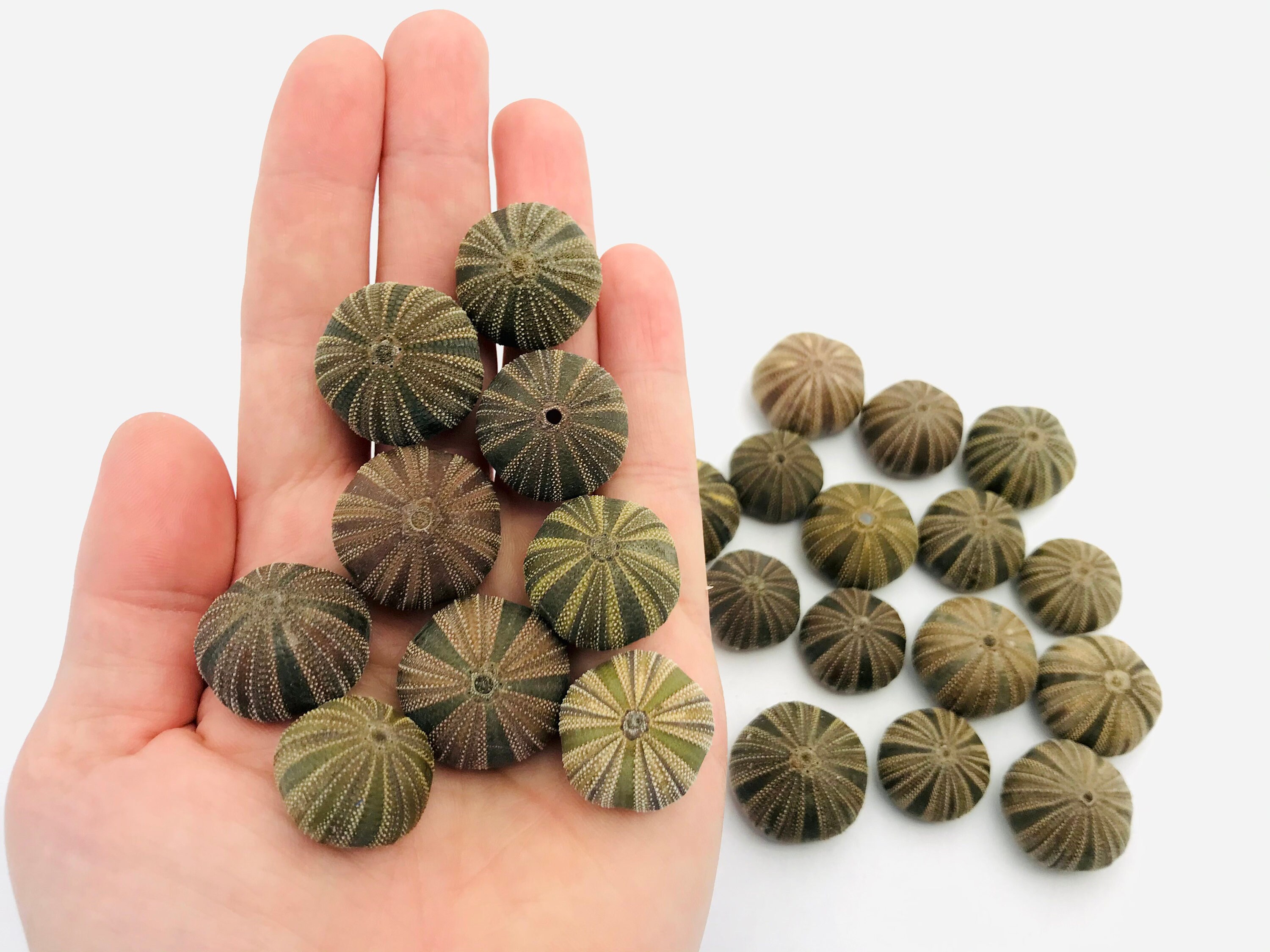 Oursin, Mespilia Globulus, Test Oursin, Cabinet de Curiosité, Petit Squelette Coquillage, Taxidermie