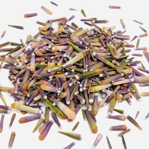 May include: A pile of sea urchin spines in shades of purple, green, and beige, arranged on a white background. The spines are elongated with a white base and a pointed tip. The image is brightly lit, showing the different textures and colours.