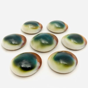 Occhio verde di Shiva, gabinetto delle curiosità, opercolo di conchiglia, gioielli di conchiglia, portafortuna, litoterapia, occhio di Santa Lucia, madreperla