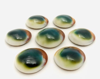 Green shiva eye, curiosity cabinet, shell cover, shell jewelry, lucky charm, lithotherapy, eye of Saint Lucia, mother-of-pearl
