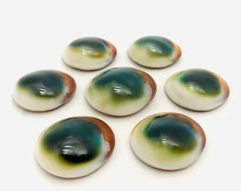 Green Shiva eye, cabinet of curiosities, shell operculum, shell jewelry, lucky charm, lithotherapy, Saint Lucia&#39;s eye, mother-of-pearl