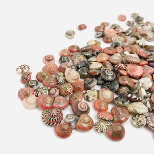 Può includere: Una collezione di piccole conchiglie colorate con motivi intricati. Le conchiglie sono principalmente rosa, marroni e bianche e sono disposte in un mucchio sciolto su uno sfondo bianco.