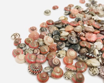 Small shells, umbonium, red shell, collection, creative leisure shell, mosaic, miniature shell, mini shell