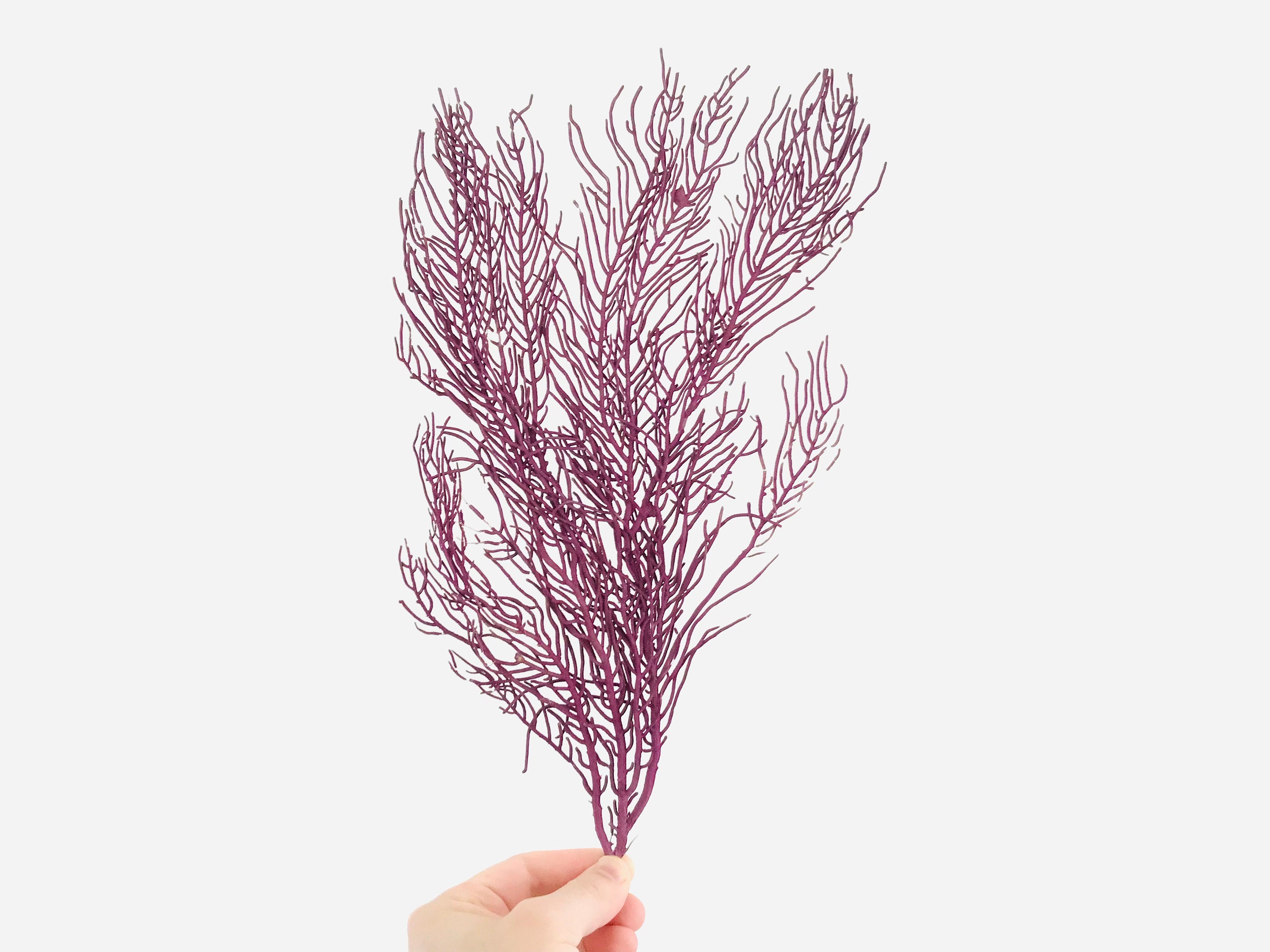 Gorgone Violette, Cabinet de Curiosité, Corail, Coraux, Gorgone, Collection, Coquillage, Taxidermie,