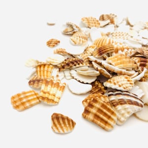Shell breakage, sea polished shell, shell craft, shell jewelry, seaweed, shell earring