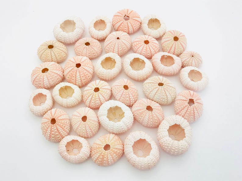 Oursin, oursin rose, sea urchin, sea shell, coquillage, coquillage rose, véritable oursin, taxidermie, plante suspendue, oursin volant image 6