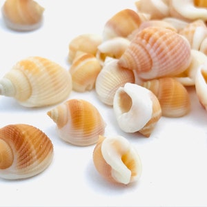 Shell 1 kilo, nassarius vibex, orange shell, small shell, shell purchase, nassa shell, mosaic, collection, diy image 3