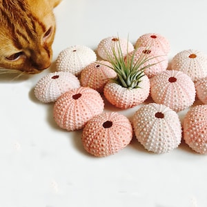 Puede incluir: Una colección de conchas de erizo de mar de color rosa y blanco, algunas con una pequeña planta de aire creciendo en su interior. Las conchas están dispuestas en círculo sobre una superficie blanca.