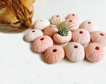 Sea urchin, pink sea urchin, sea urchin, sea shell, shell, pink shell, real sea urchin, taxidermy, hanging plant, flying sea urchin