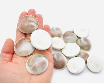 Ojo de Shiva, opérculo de concha, gabinete de curiosidades, concha blanca, amuleto de la suerte, joyería, cabujón de concha, joyería