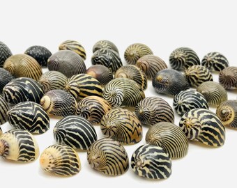 Neritina, Collectible Nerite Shell Etsy Zebra Leisure, - Shells Cabinet, for Curiosity Striped Creative Small Shells, Shell,