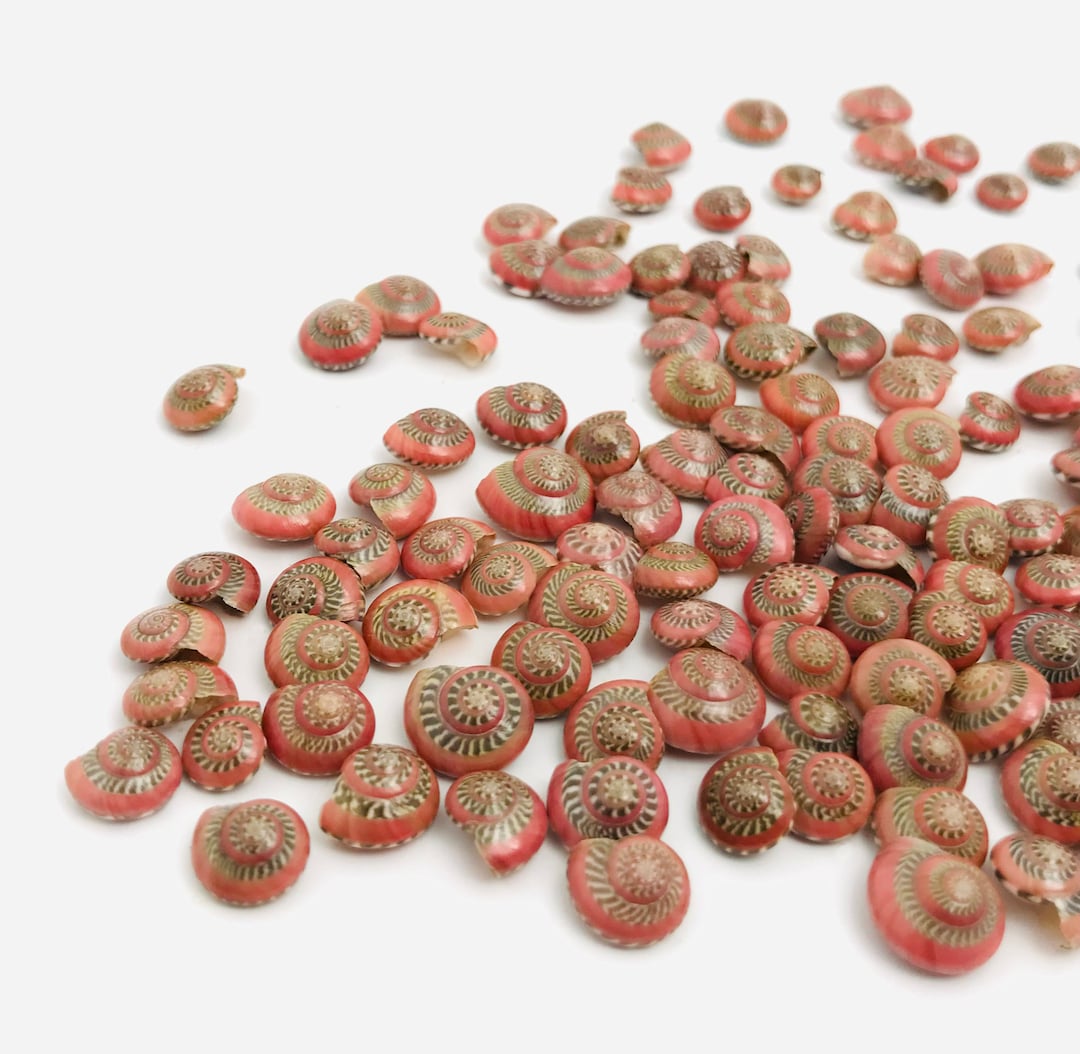 Small Natural Red Shells, Umbonium, Creative Leisure Shell, Mosaic ...