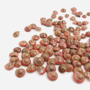 Puede incluir: Una colección de pequeñas conchas de mar rosadas y verdes con un patrón en espiral. Las conchas están dispuestas en un patrón aleatorio sobre un fondo blanco.