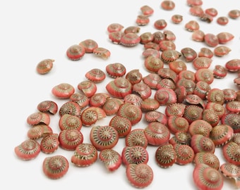 Small natural red seashells, umbonium, craft seashells, mosaic, miniature seashells, mini shells, jewelry seashells