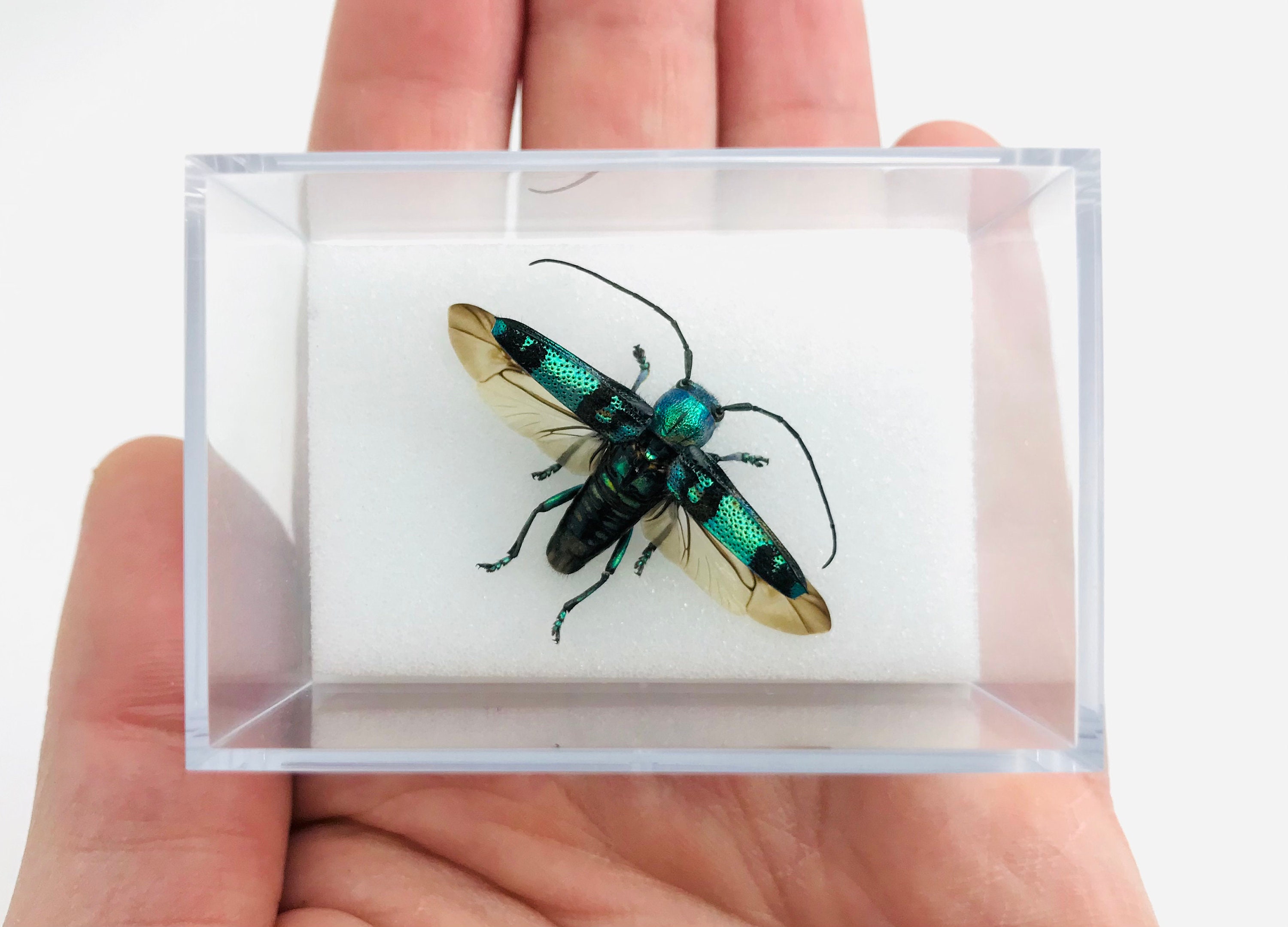 Boite Insecte, Taxidermie, Insecte Naturalisé, Glenea, Cabinet de Curiosité, Entomologie, Vert, Coll