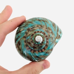 Conchiglia verde - Turbo imperialis - Gabinetto delle curiosità - Grande conchiglia - Decorazione con conchiglia - Conchiglia da collezione
