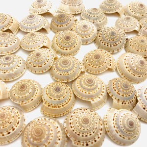Könnte beinhalten: Eine Sammlung von beige-braunen Spiralmuscheln. Die Muscheln weisen ein detailliertes Muster aus braunen Punkten und Linien auf, die vom Zentrum ausgehen. Die Muscheln sind auf einer weißen Oberfläche angeordnet und erzeugen eine natürliche, strandähnliche Ästhetik.