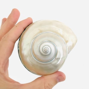 Może przedstawiać: Gładka, polerowana muszla morska ze spiralnym wzorem w odcieniach kremu, beżu i jasnego brązu. Muszla posiada wyraźny, ciasno zwinięty środek, który promieniuje na zewnątrz, ukazując błyszczącą, perłową strukturę powierzchni.