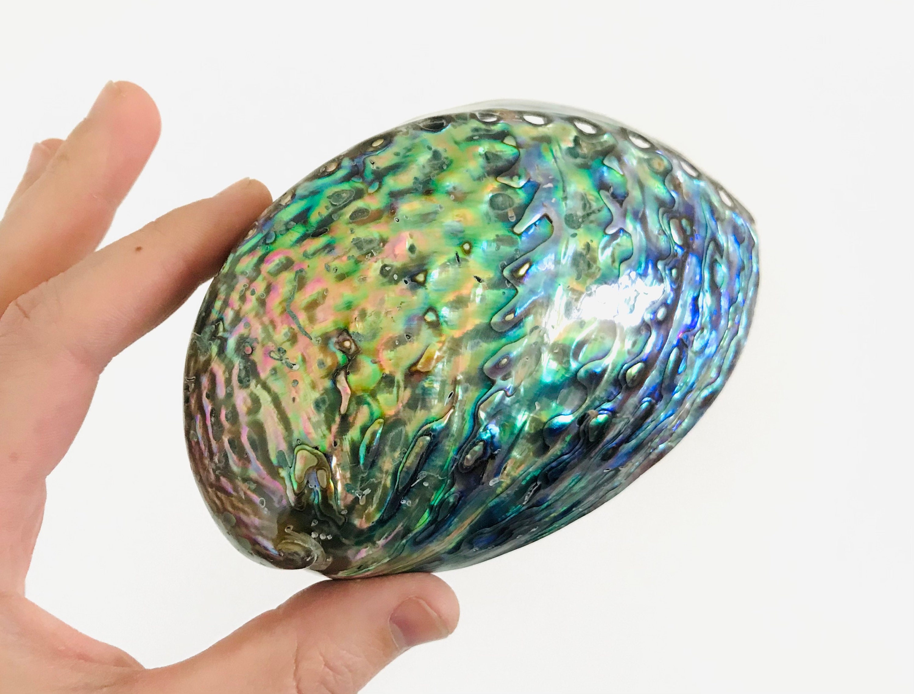 Coquillage, Abalone Paua, Haliotis Pawa, Nacré, Coquillage Cabinet de Curiosité, Véritable Nacre, Bl