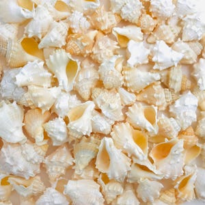 Peut inclure: Gros plan sur une collection de coquillages variés, aux tons blancs, crème et orange clair. Les coquillages présentent différentes tailles et formes, avec des formes en spirale et coniques. L'image offre une esthétique texturée et naturelle.