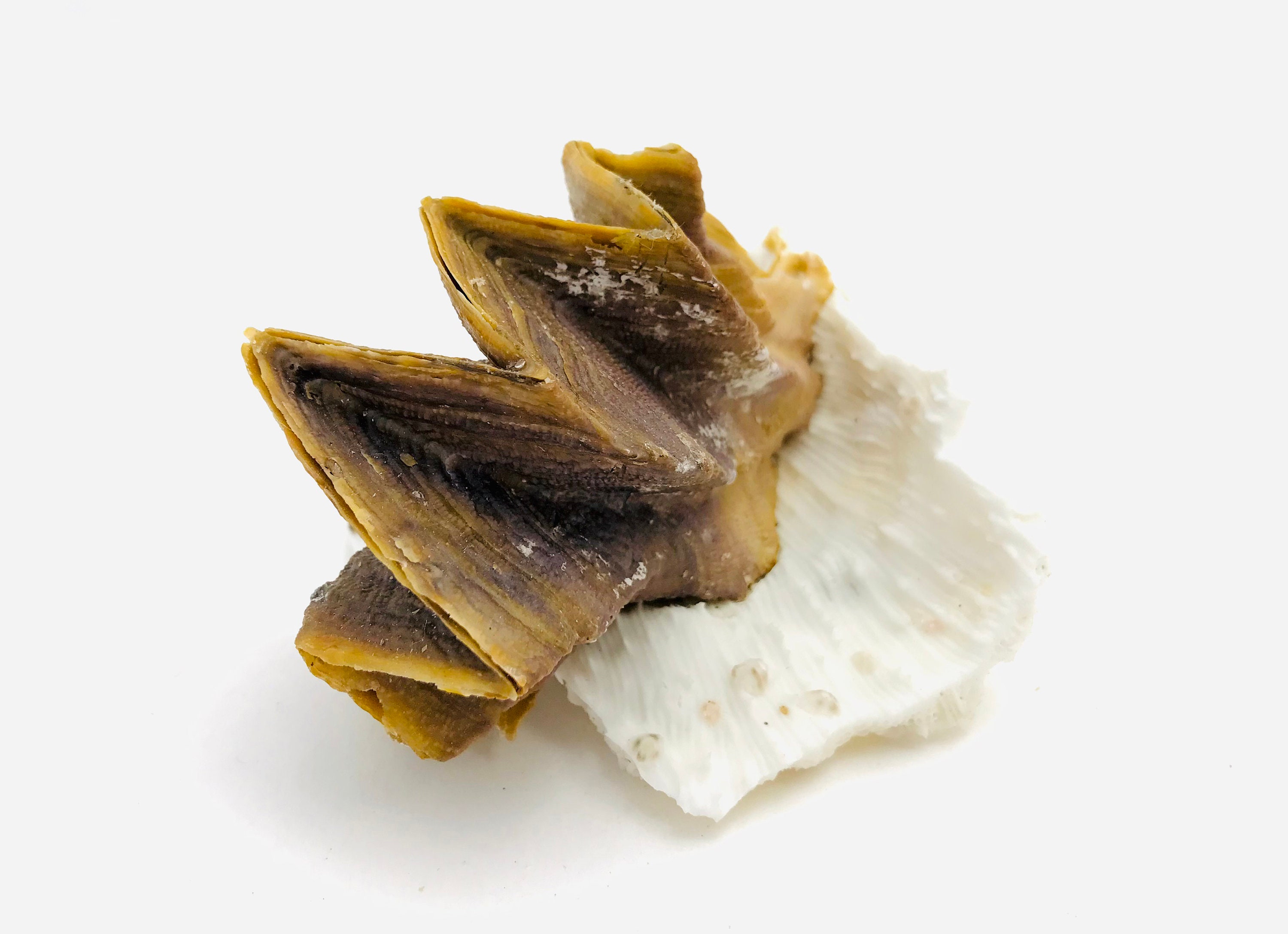 Lopha, Huitre Zig Zag, Cabinet de Curiosité, Coquillage Crête Coq, Taxidermie, Spécimen, Collection,