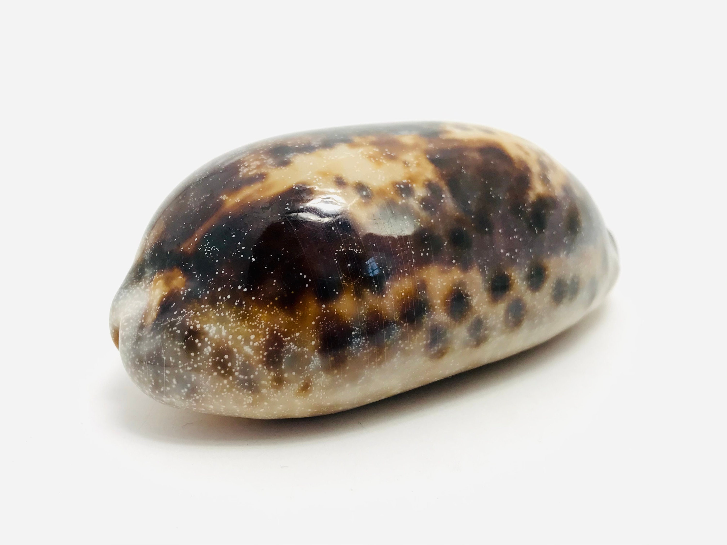 Cypraea Testudinaria, Coquillage, Porcelaine, Cauri, Coquillage Exotique, Cabinet de Curiosité, Coll