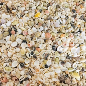 Puede incluir: Primer plano de una colección de conchas marinas variadas. Las conchas son de tonos blancos, beige y marrón, algunas con patrones moteados y otras con toques de rosa y amarillo. Las conchas varían en tamaño y forma, creando una superficie texturizada.