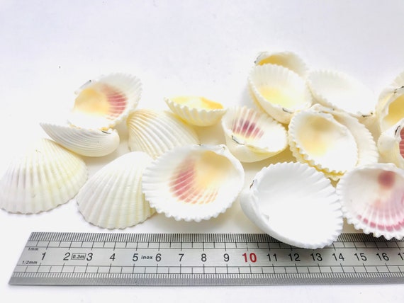 Luisa Design: SCALLOPED DESIGNS  Shells, Scallop shells, Shell drawing