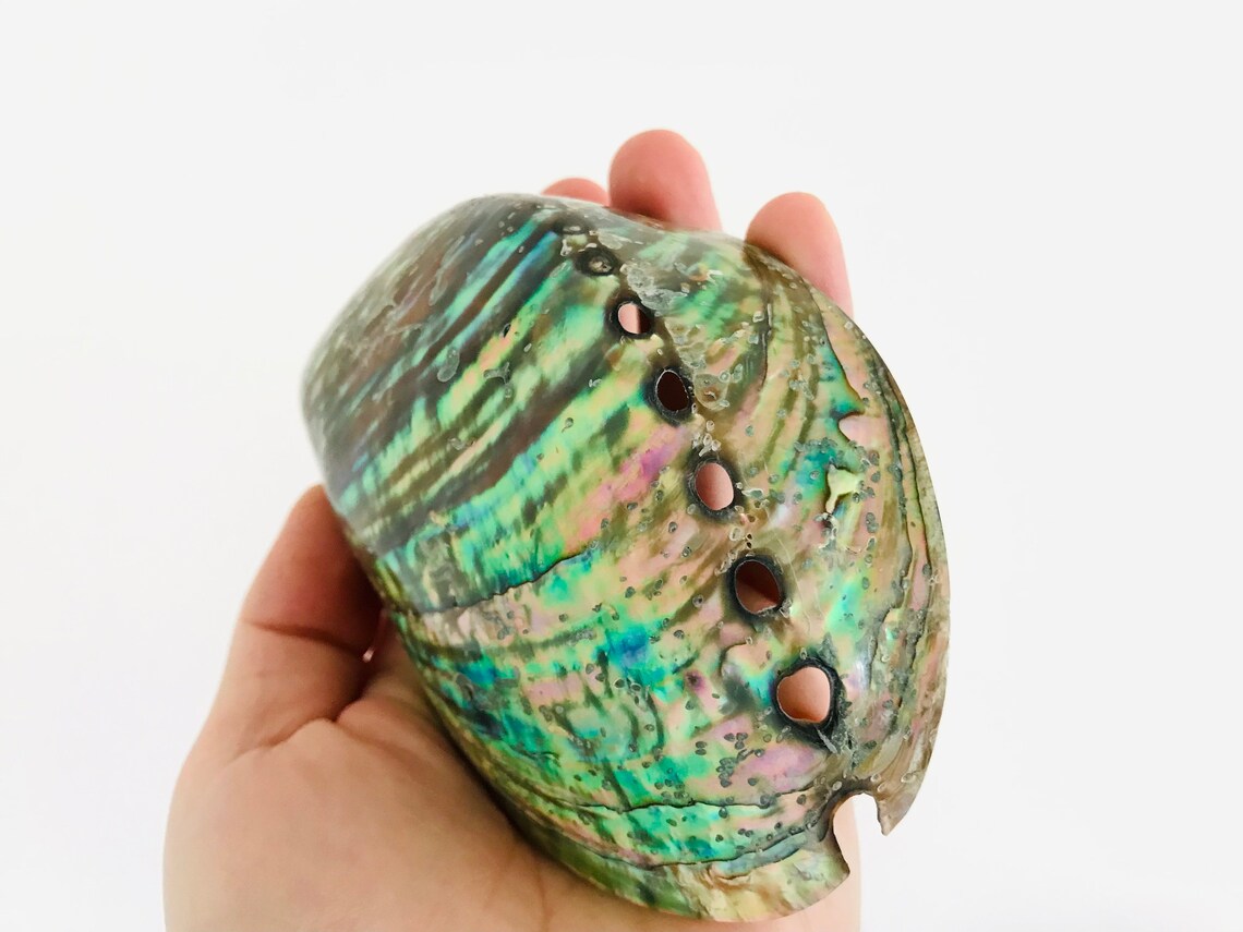 PandaHall Chaine De Perle En Coquille Naturelle, Large, Coquillage