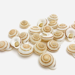 Obba bigonia, small white shell, land shell, snail, cabinet of curiosities, shell collection, oddities, shell