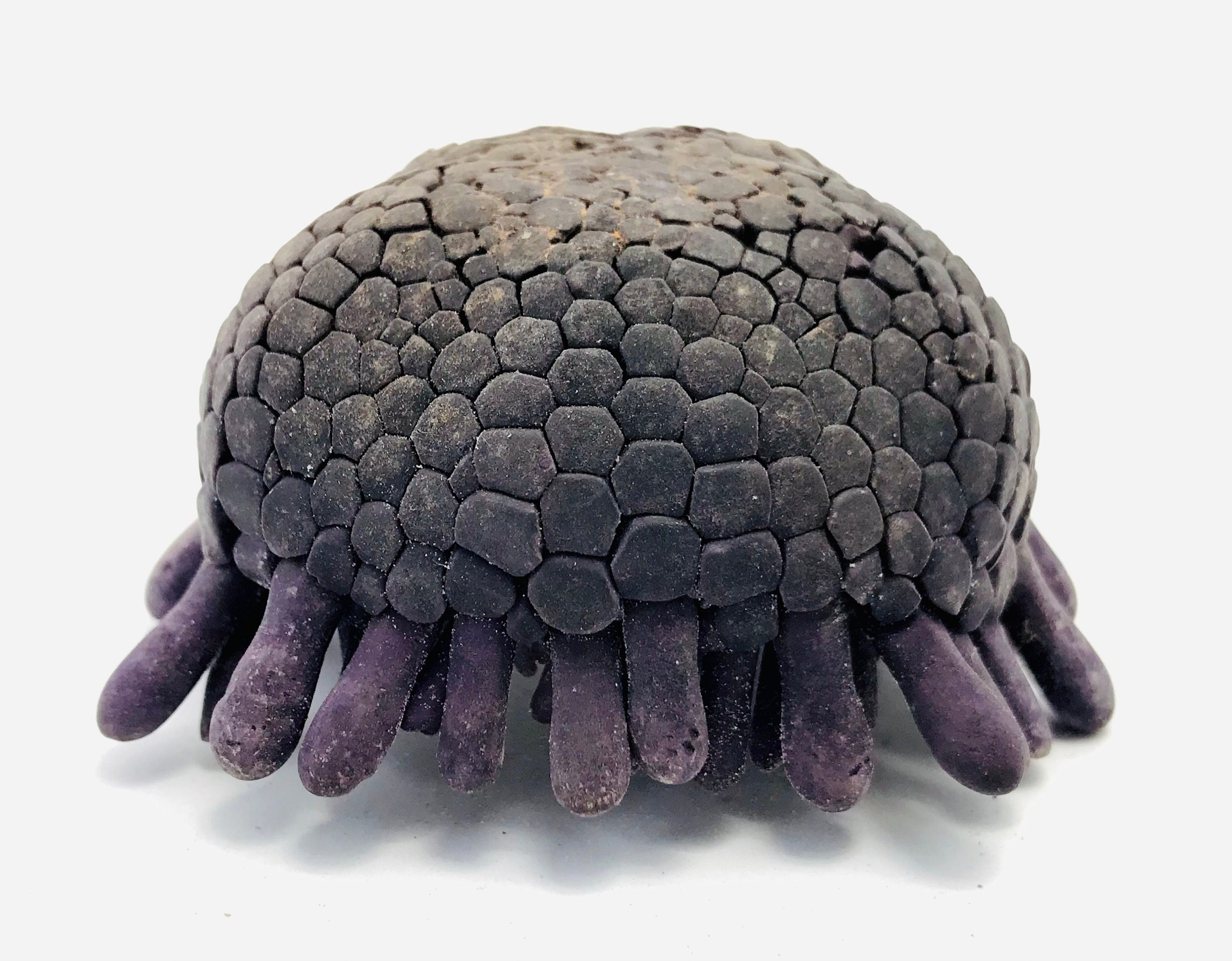 Sea Urchin, Colobocentrotus Atratus, Sea Urchin Shell