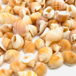 Shell 1 kilo, nassarius vibex, orange shell, small shell, shell purchase, nassa shell, mosaic, collection, diy image 4