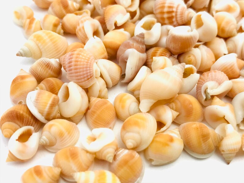 Shell 1 kilo, nassarius vibex, orange shell, small shell, shell purchase, nassa shell, mosaic, collection, diy image 4