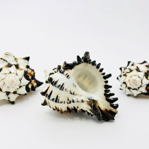 Murex nigritus, murex, shell, white and black shell, seashell, black and white, tillandsia shell, creative leisure shell
