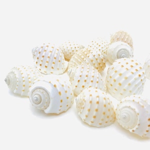 Tonna tessellata, petits coquillages blancs, cabinet de curiosité, décoration naturelle coquillage, taxidermie, coquille Bernard l'Hermite