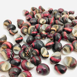 Puede incluir: Un conjunto de pequeñas conchas decorativas. Las conchas presentan una mezcla de colores, incluyendo negro, rojo y crema, con un patrón de rayas. Las conchas son de varios tamaños y formas, creando una estética natural y orgánica.