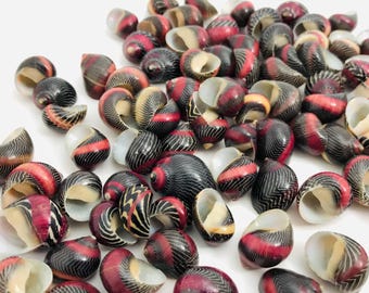 Peut inclure: Un ensemble de petits coquillages décoratifs. Les coquilles présentent un mélange de couleurs, notamment le noir, le rouge et le crème, avec un motif rayé. Les coquillages sont de tailles et de formes variées, créant une esthétique naturelle et organique.