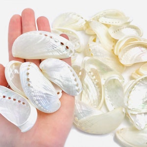 Abalone perlato, haliotis, abalone, conchiglia perlata, conchiglia bianca, mobiletto delle curiosità, decorazione di conchiglie, decorazione di nozze, perla