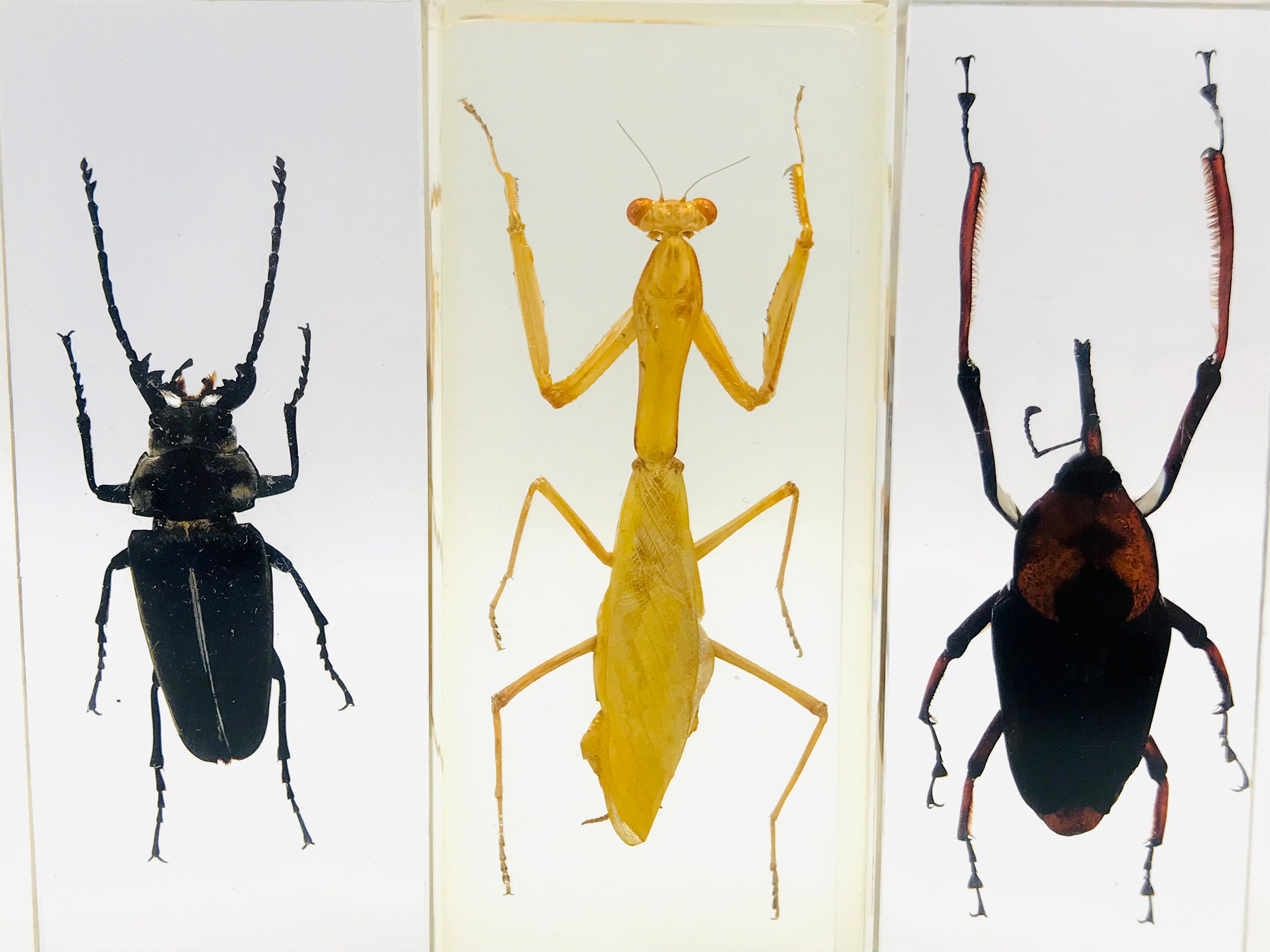 Resina de insectos XXL gabinete de curiosidad colección de | Etsy