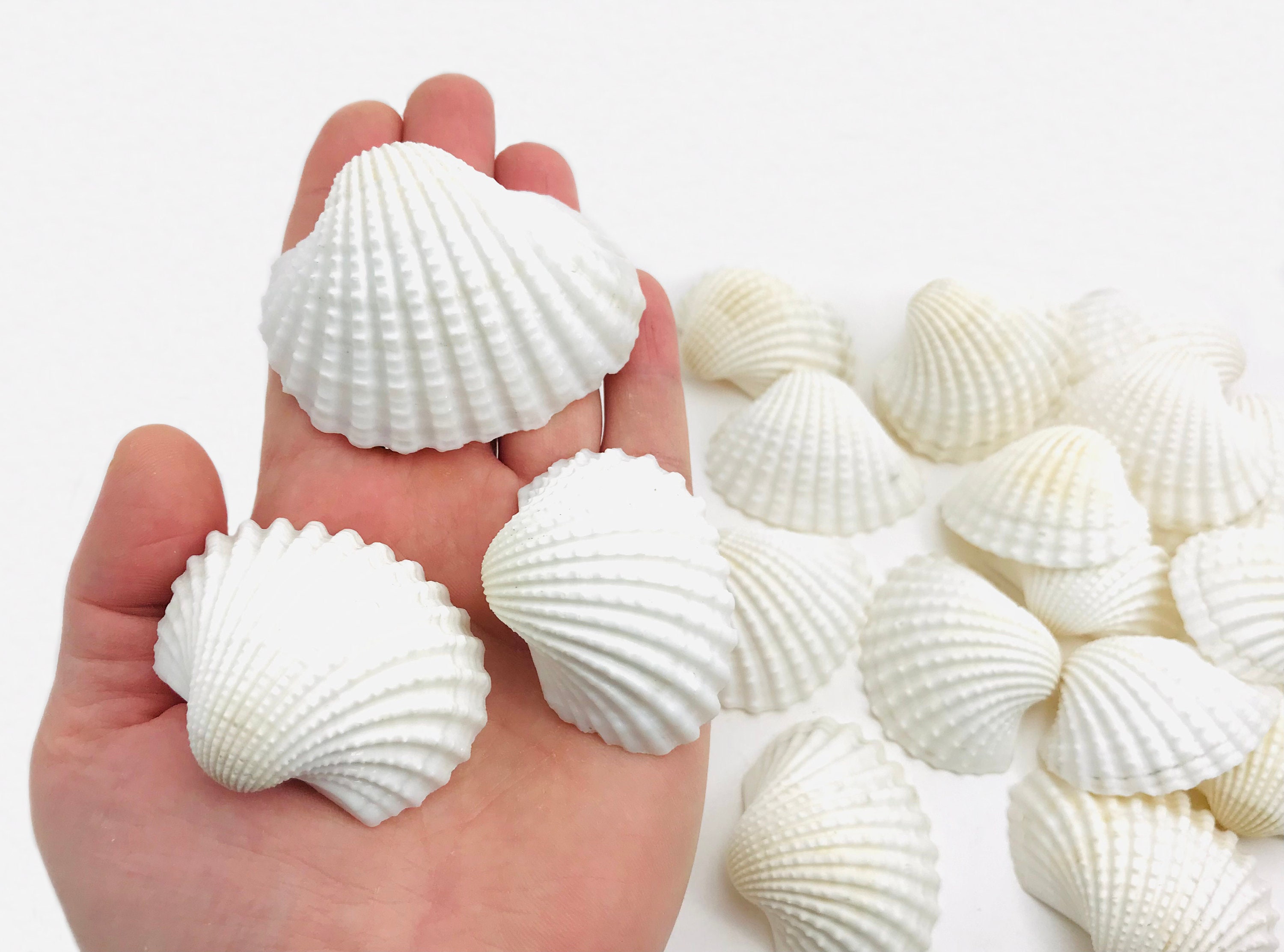 Anadara Granosa, Coquillage Blanc, Bivalve Bougie, Roudoudou, Grand Cabinet de Curiosité