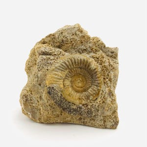 Op de afbeelding: Een gefossiliseerde ammoniet ingebed in een bruinachtige steen. De ammonietschelp heeft een spiraalvorm met een goudbruine tint, die contrasteert met het ruwe, getextureerde oppervlak van de omringende steen. Een natuurhistorisch exemplaar.
