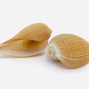 Puede incluir: Dos conchas marinas de color marrón claro con superficies texturizadas sobre un fondo blanco. Una concha está abierta, revelando su interior, mientras que la otra tiene forma redondeada con un patrón en espiral.