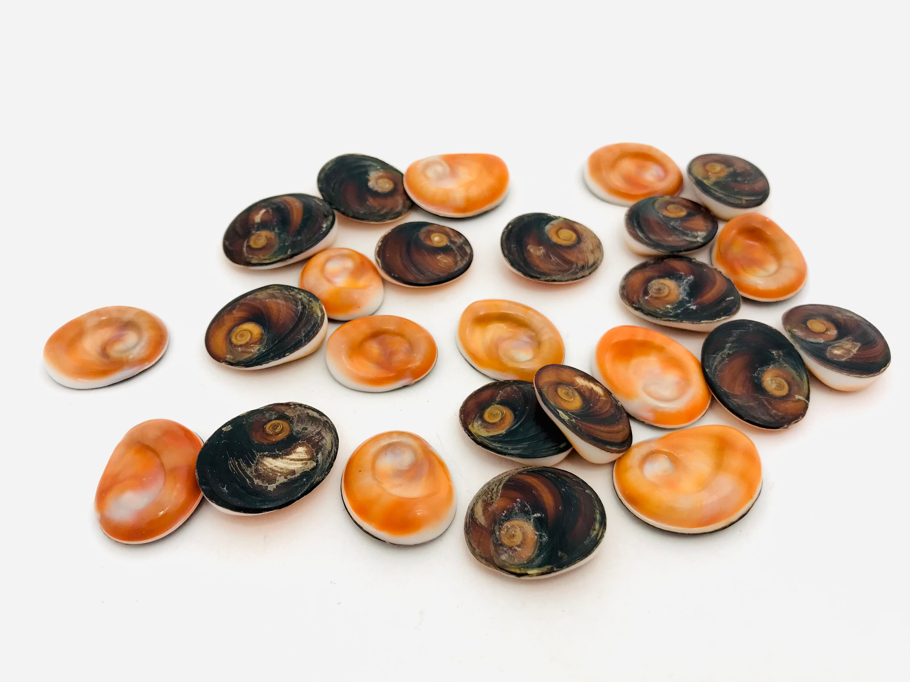 Lot 25 Saint Lucia Eyes, Jewelry Shells, Saint Lucia Eye, Shell