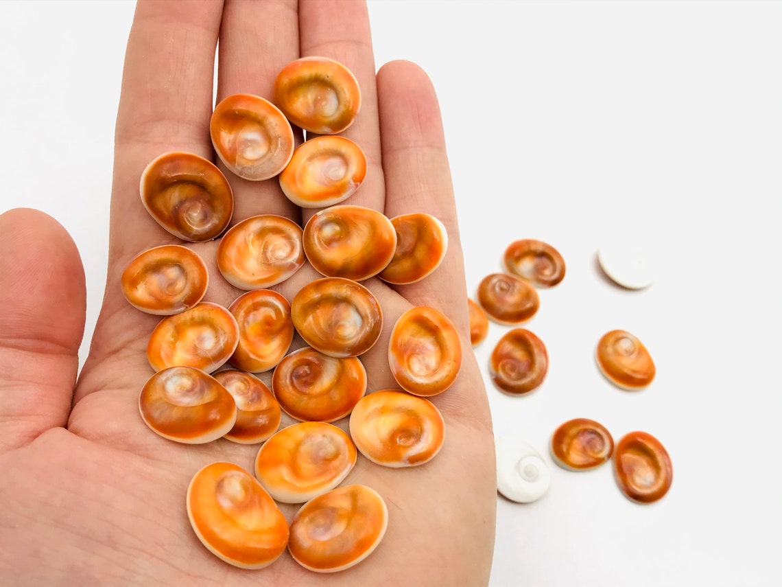 Œil de sainte lucie small yeux sainte lucie œil de shiva - Etsy France