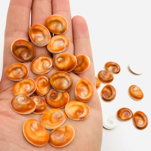 Peut inclure: Une collection de petites coquillages ovales avec un motif en spirale blanc et orange. Les coquillages sont disposés en pile sur une main.