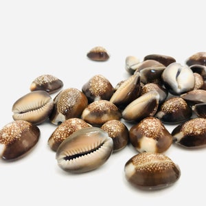 May include: A collection of brown cowrie shells with white spots. The shells are arranged in a pile on a white background.