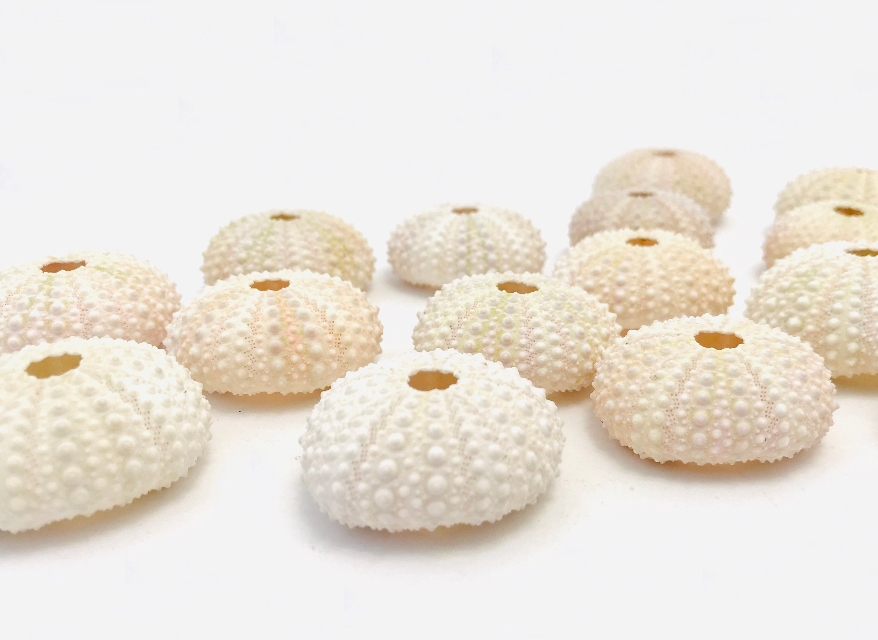 Oursin Blanc, Coquillage Petit Oursin, Coquillage, Test Squelette Cabinet de Curiosité, Sea Urchin, 