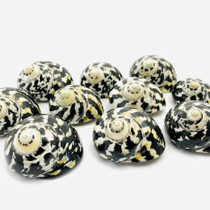 Cittarium, coquillage nacré, coquillage blanc, coquillage noir, cabinet de curiosité, turbo, burgo, nacre, taxidermie, coquillage collection