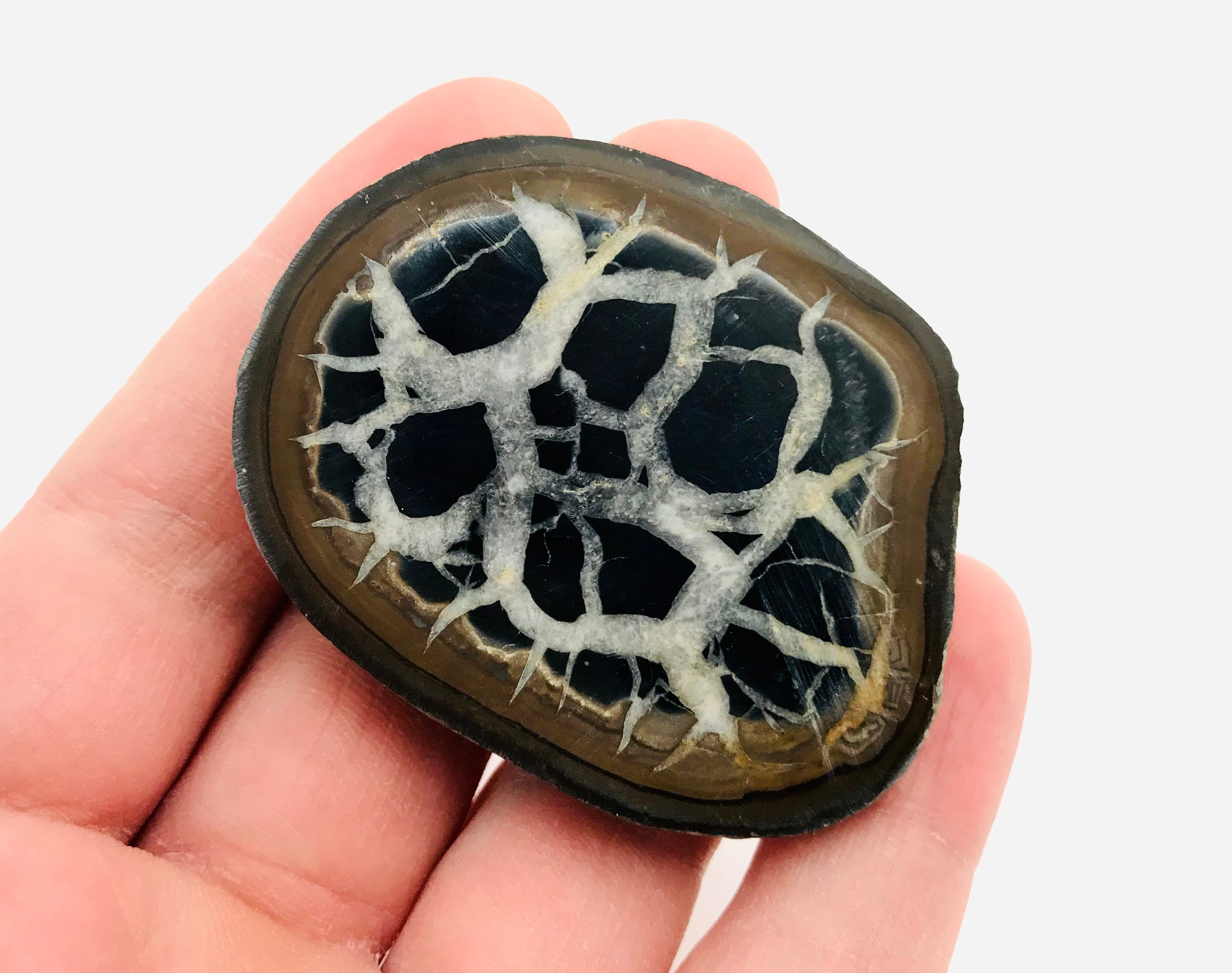 Septaria, Nodule Septaria, Septaria Tranche, Minéraux, Cabinet de Curiosité, Lithothérapie, Pierre D